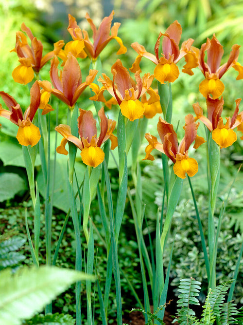 Dutch Iris Autumn Princess Flower Bulbs