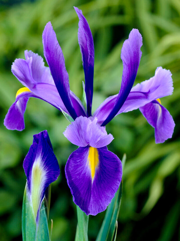 Dutch Iris Bulbs Blue Star