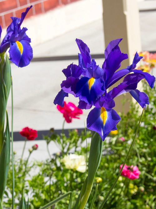 Dutch Iris Bulbs Blue Star