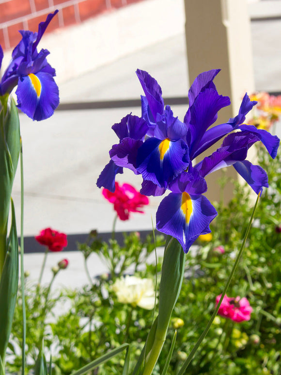 Dutch Iris Bulbs Blue Star