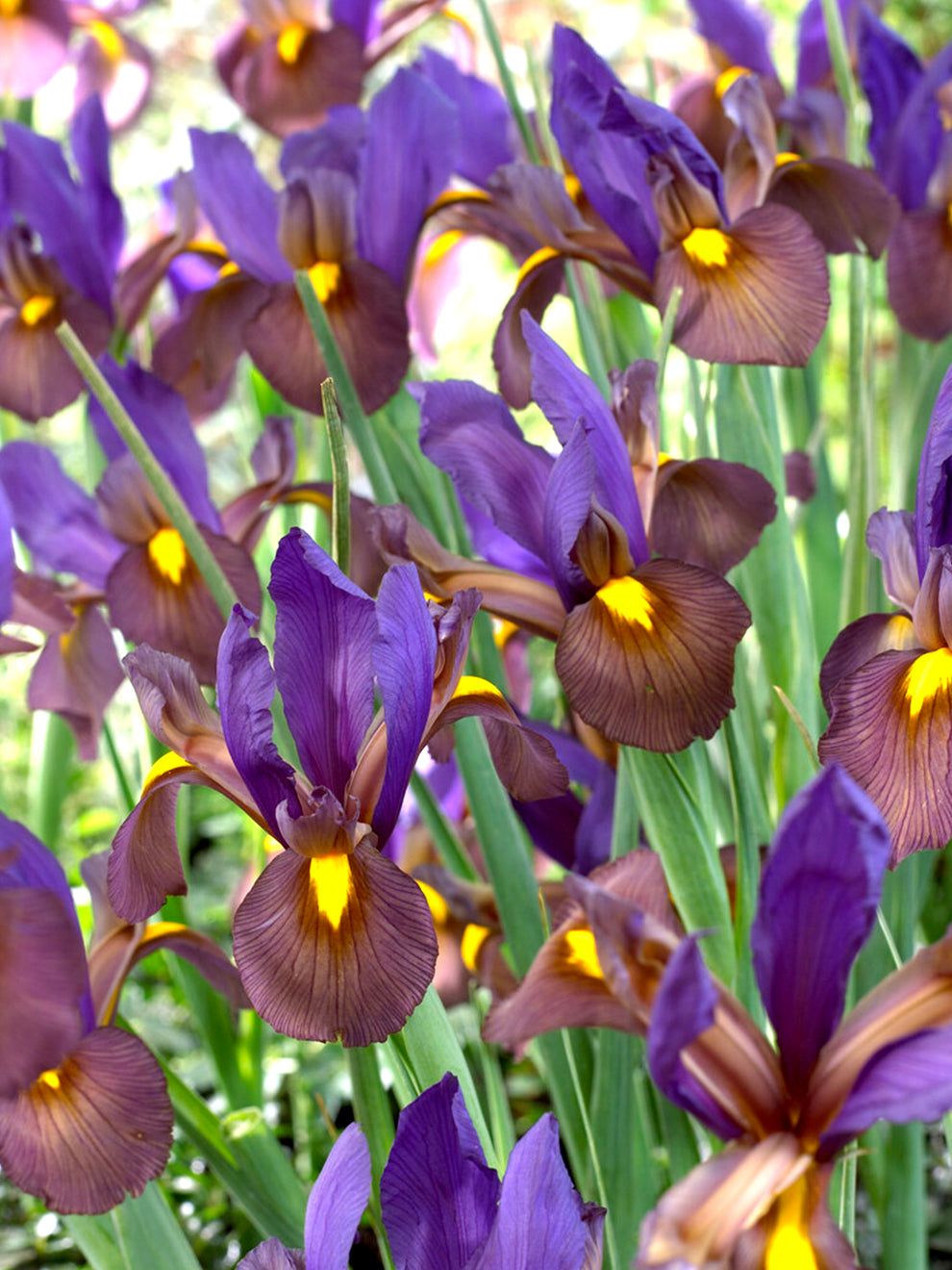 Dutch Iris Eye of the Tiger Iris Bulbs DutchGrown™ UK