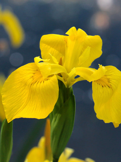Dutch Iris Golden Harvest Flower Bulbs for Autumn Planting