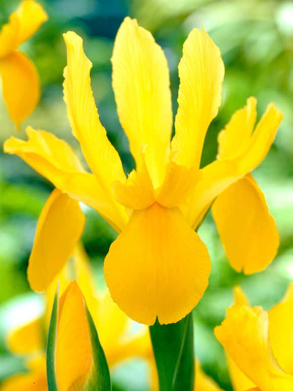 Dutch Iris Golden Harvest Flower Bulbs for Autumn Planting