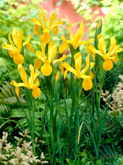 Dutch Iris Golden Harvest