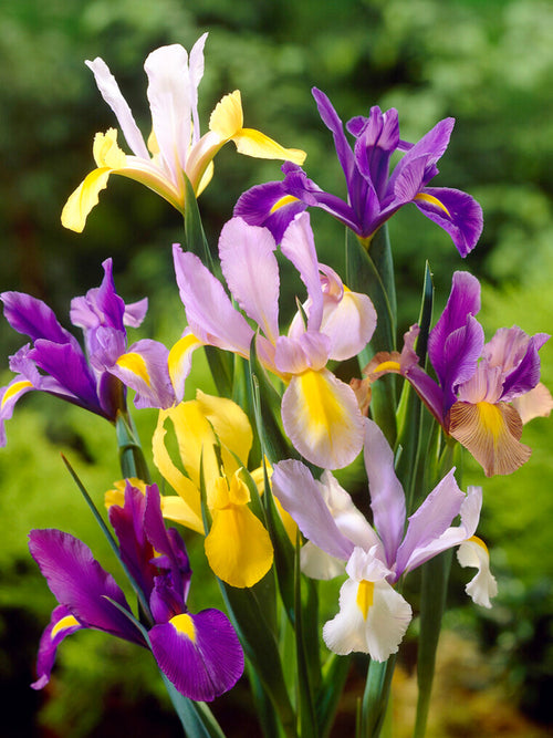 Dutch Iris Mixed - Iris Bulbs