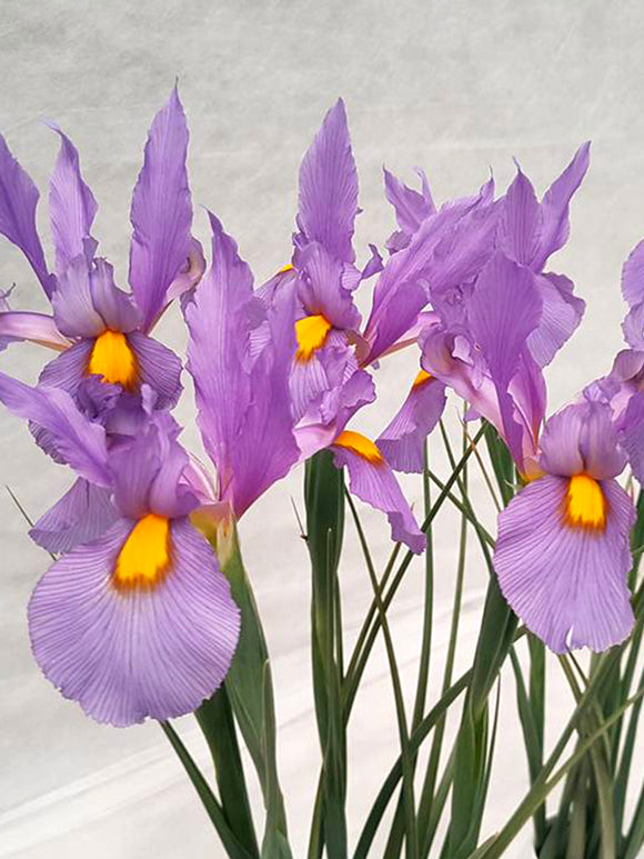 Dutch Iris Pink Panther