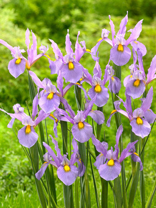 Dutch Iris Pink Panther