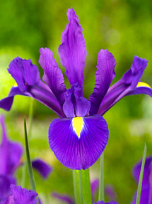 Dutch Iris Purple Sensation