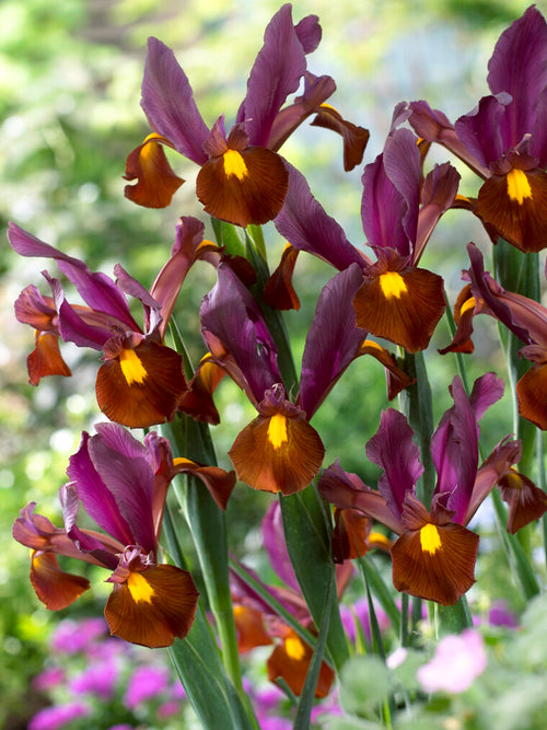  Dutch Iris Red Ember