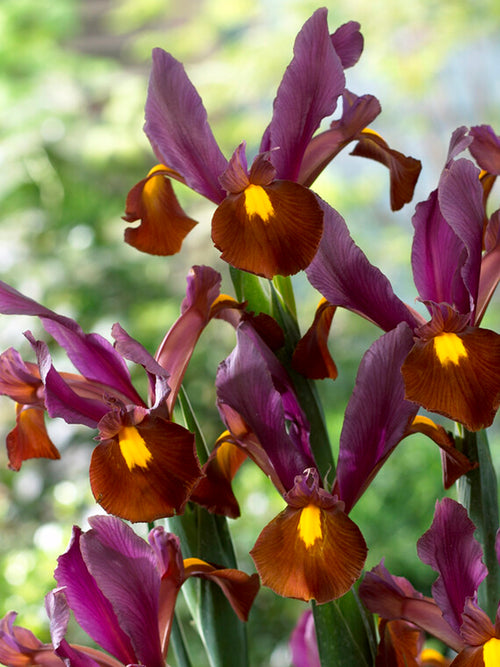 Dutch Iris Red Ember