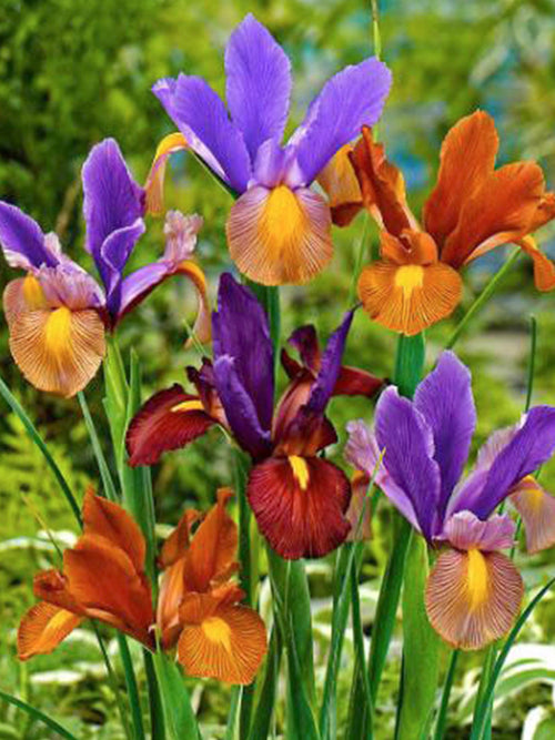 Dutch Iris Tiger Mix flower bulbs