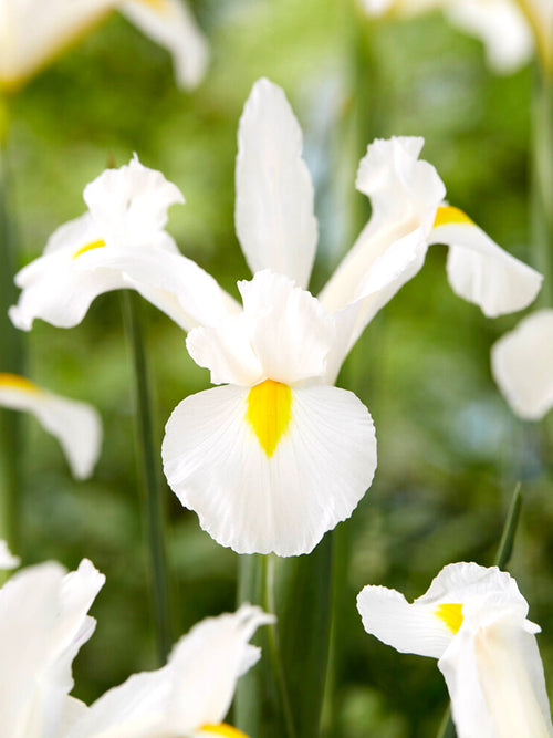 Dutch Iris White Excelsior - Dutch Iris Bulbs