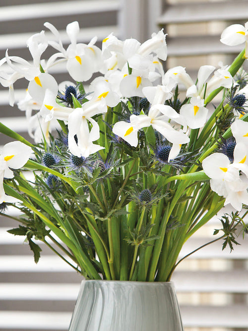 Dutch Iris White Excelsior - UK Delivery