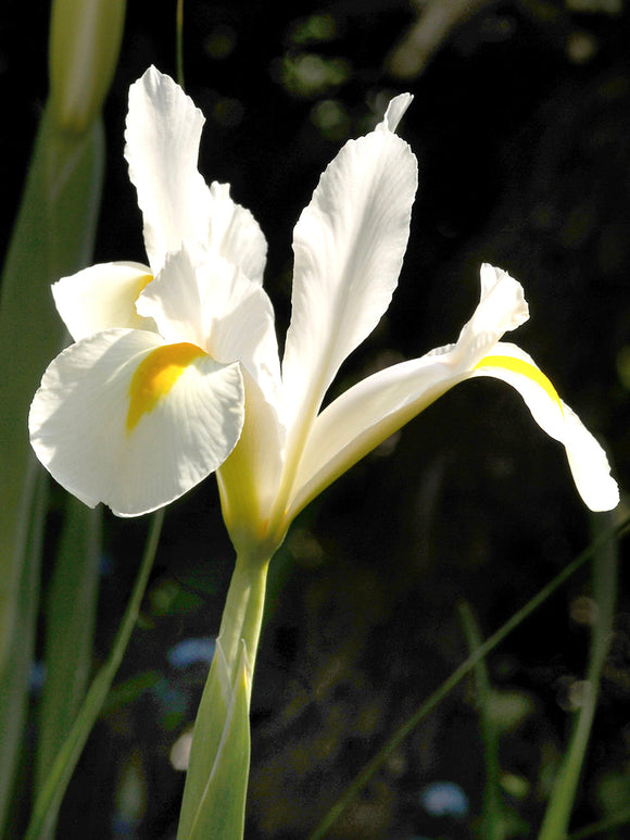 Dutch Iris Bulbs White Excelsior