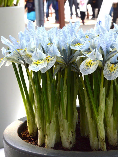 Dwarf Iris Katharine Hodgkins Flower Bulbs