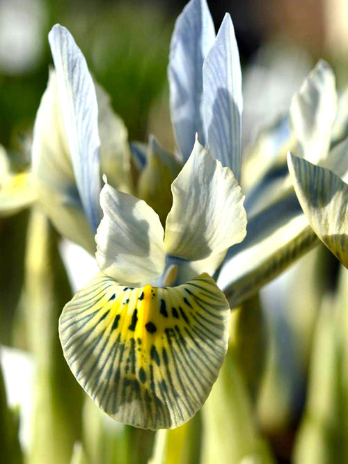Dwarf Iris Katharine Hodgkins
