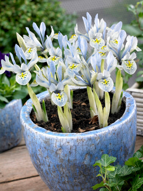 Flower Bulbs Dwarf Iris Katharine Hodgkins