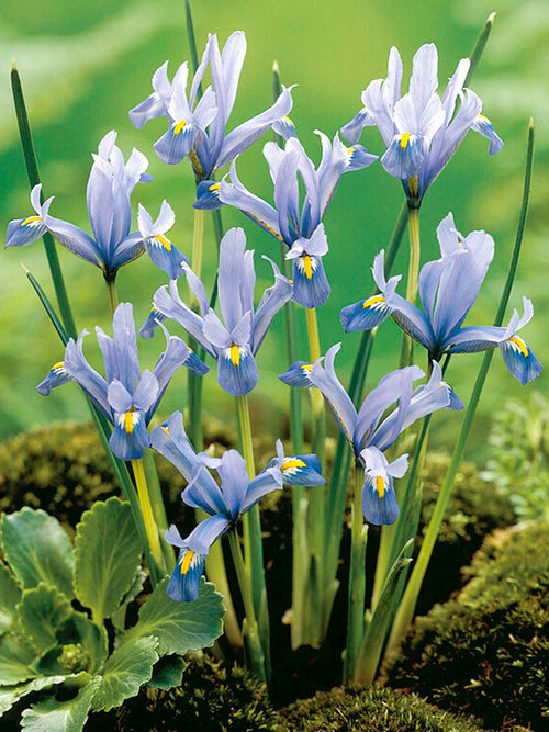 Dwarf Iris Reticulata Cantab