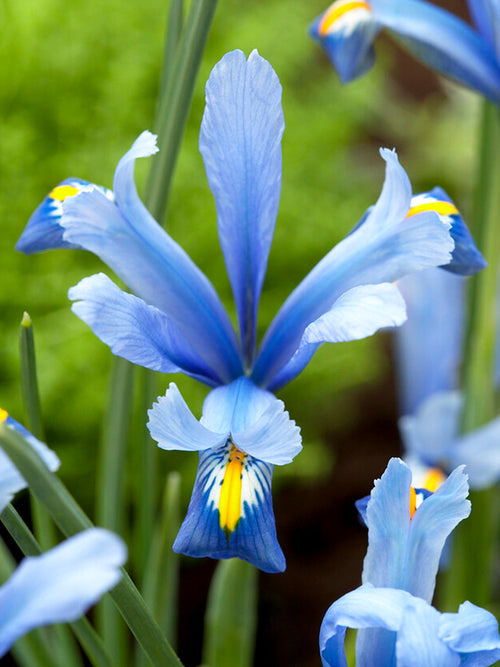 Dwarf Iris Reticulata Cantab