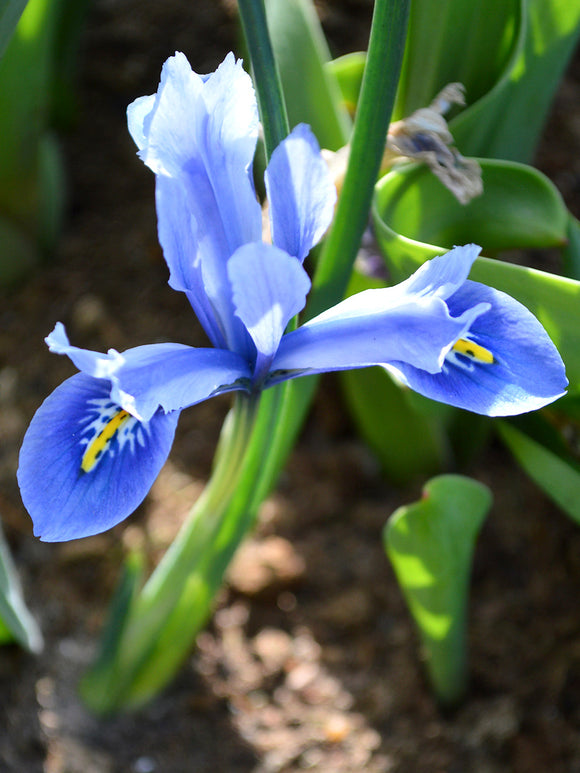 Dwarf Iris Reticulate Cantab - early spring bloomer