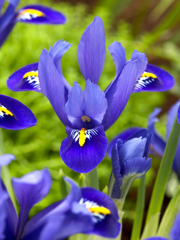 Dwarf Iris Reticulata Harmony UK Shipping