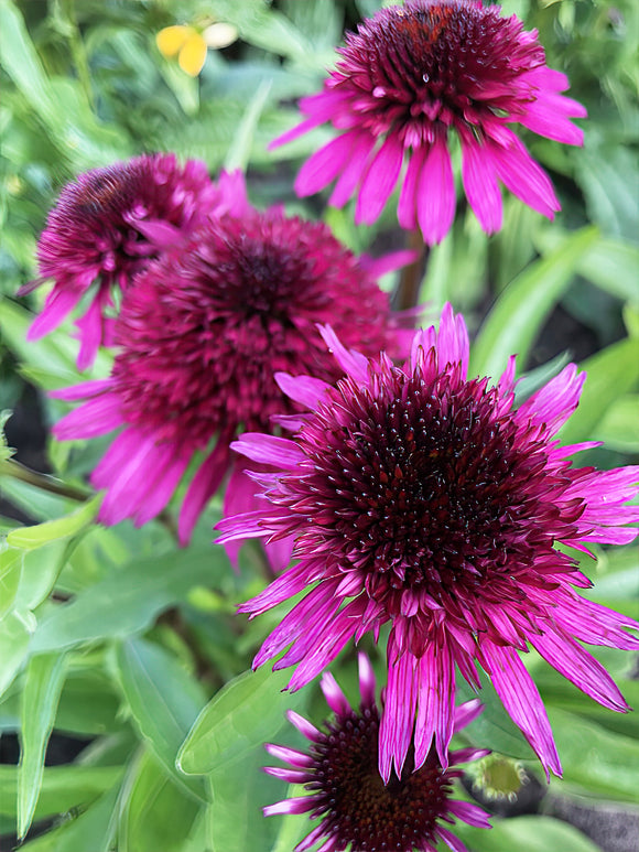 Buy bare roots - Echinacea Blueberry Cheesecake (Coneflower) UK Delivery