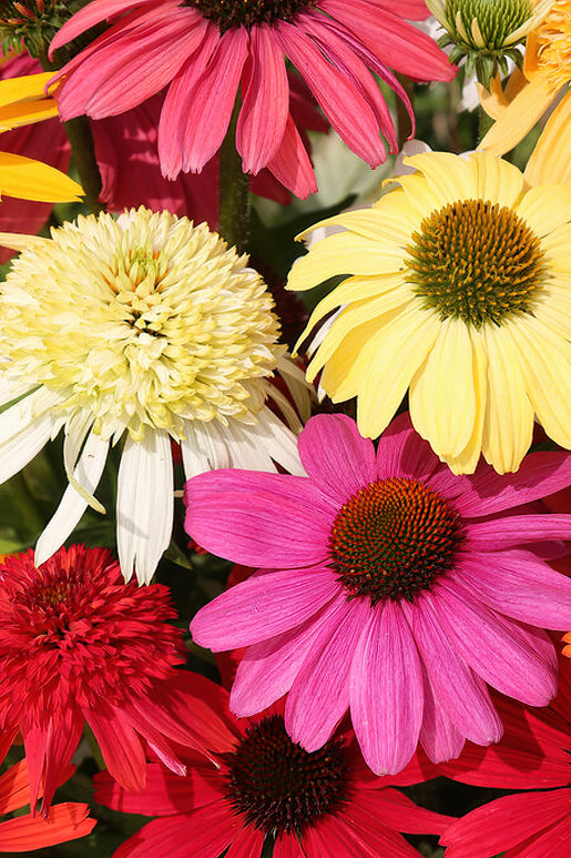 Colourful mix of coneflowers for spring planting - UK Shipping 