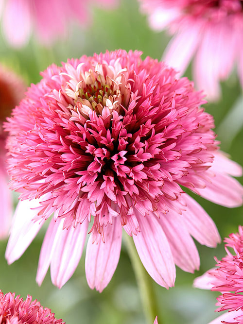 Buy Coneflower Butterfly Kisses for Spring Shipping in the UK