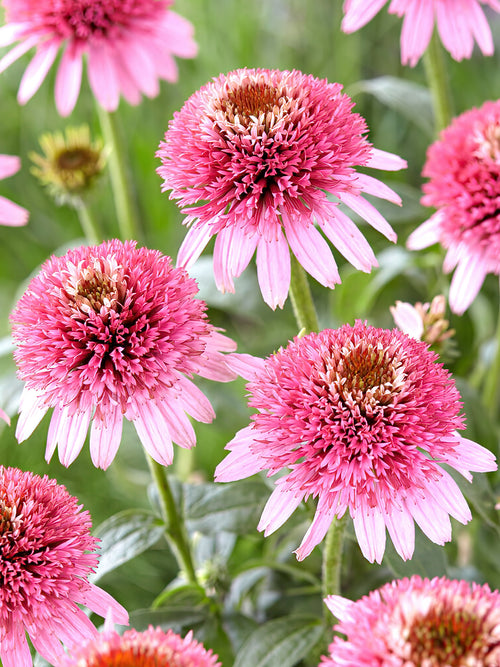 Echinacea Butterfly Kisses - Coneflower bare roots for UK Shipping