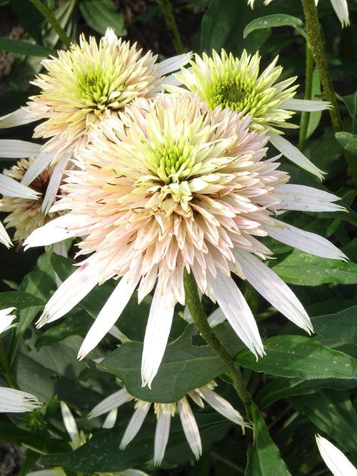 Buy bare root Coneflowers - Echinacea Cherry Fluff 