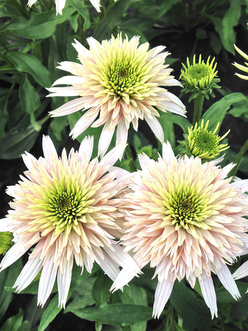 Echinacea Cherry Fluff - Spring shipping to the UK from Holland