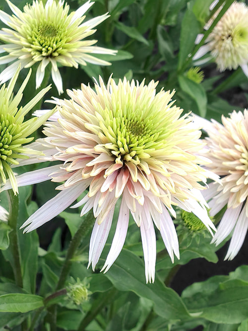Echinacea Cherry Fluff (Coneflower) - Shipping in Spring to UK