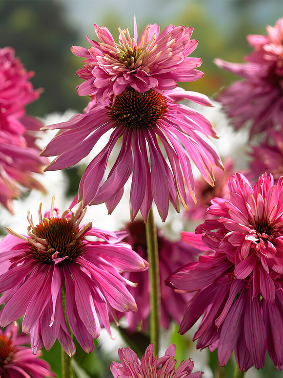 Echinacea Double Decker (Coneflower)