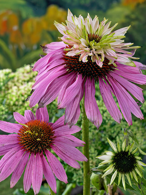 Double Decker Coneflower