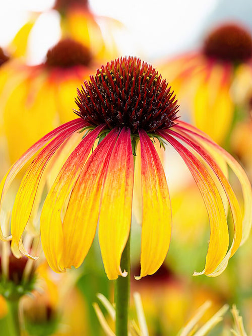 Echinacea Fiery Meadow Mamma (Coneflower)