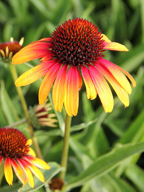 Echinacea Fiery Meadow Mamma - Coneflower bare roots for UK Shipping