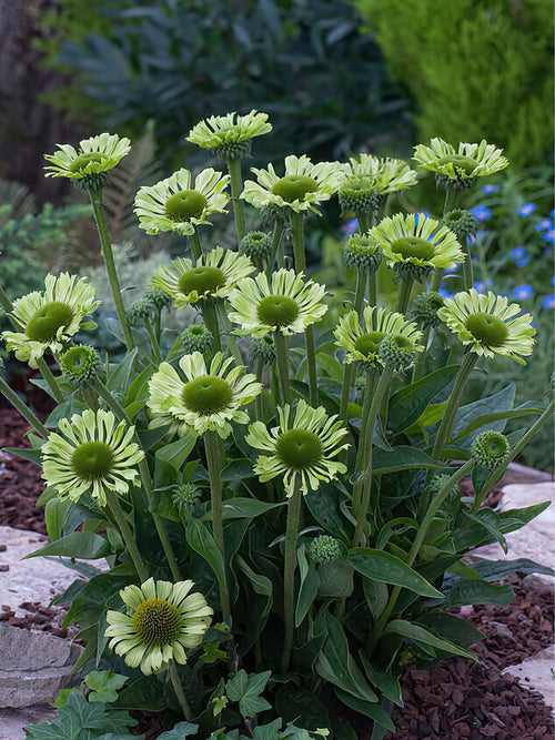 Echinacea Green Jewel - spring shipping to UK