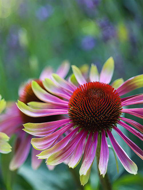 Echinacea Green Twister 