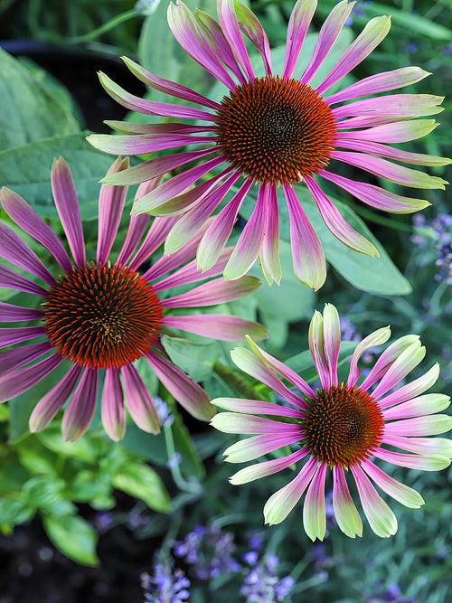 Coneflower Green Twister for shipping to the UK in spring from Holland