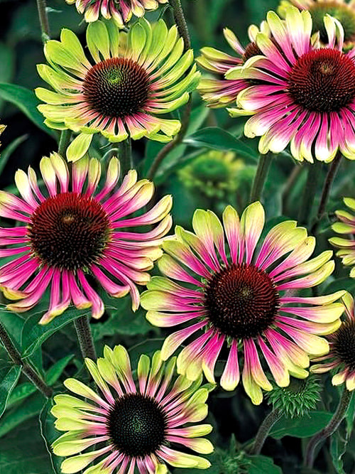 Bare roots - Echinacea Green Twister 