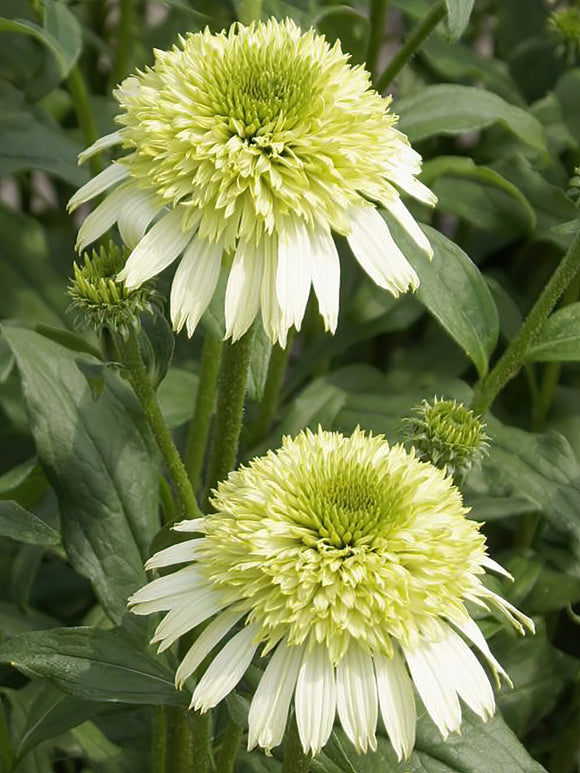 Buy bare root Coneflowers for spring shipping to the UK - Echinacea Honey Dew (Coneflower)
