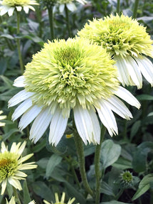 Echinacea Honey Dew (Coneflower)