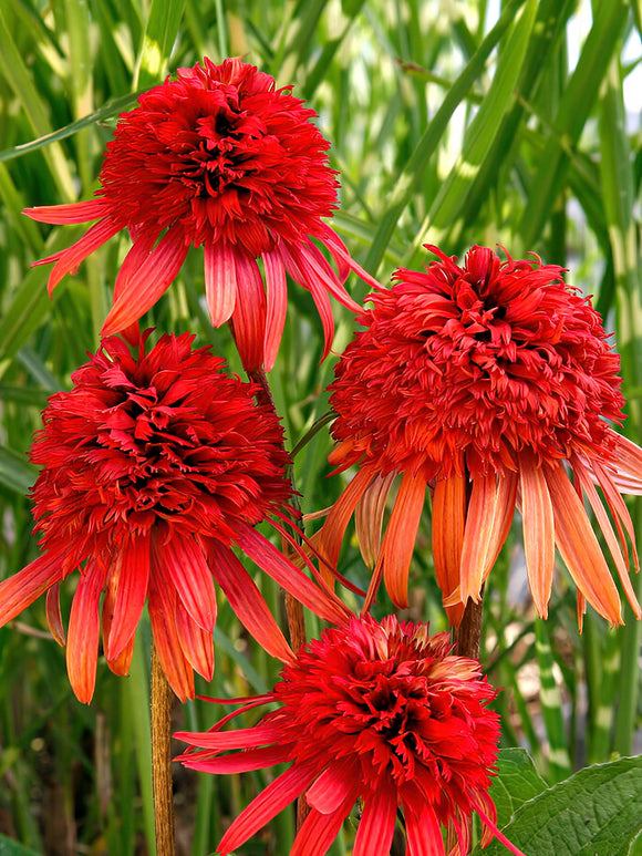 Echinacea Irresistible (Coneflower) UK shipping