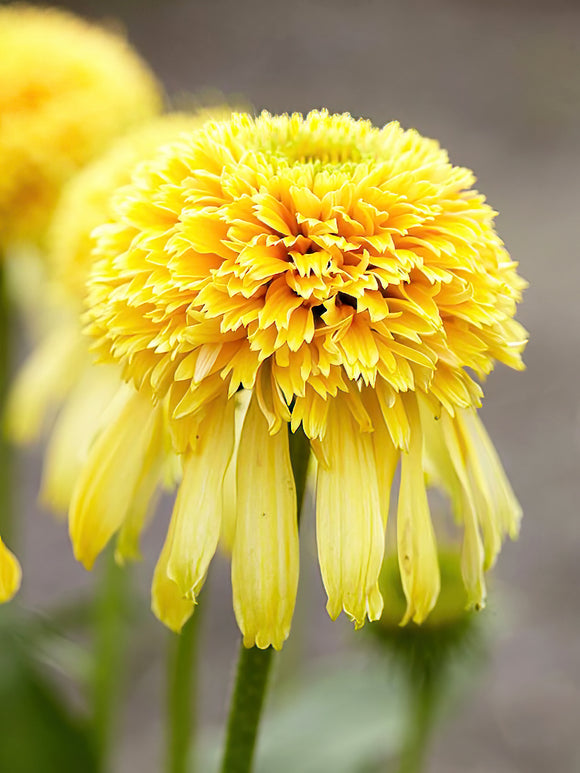 Echinacea Lemon Drop (Coneflower) - Spring shipping to UK from Holland