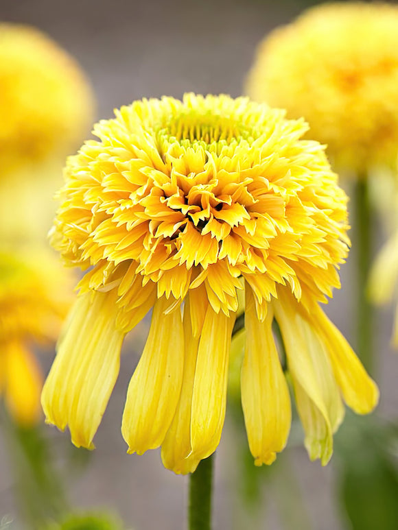 Buy Echinacea Lemon Drop Bare Roots