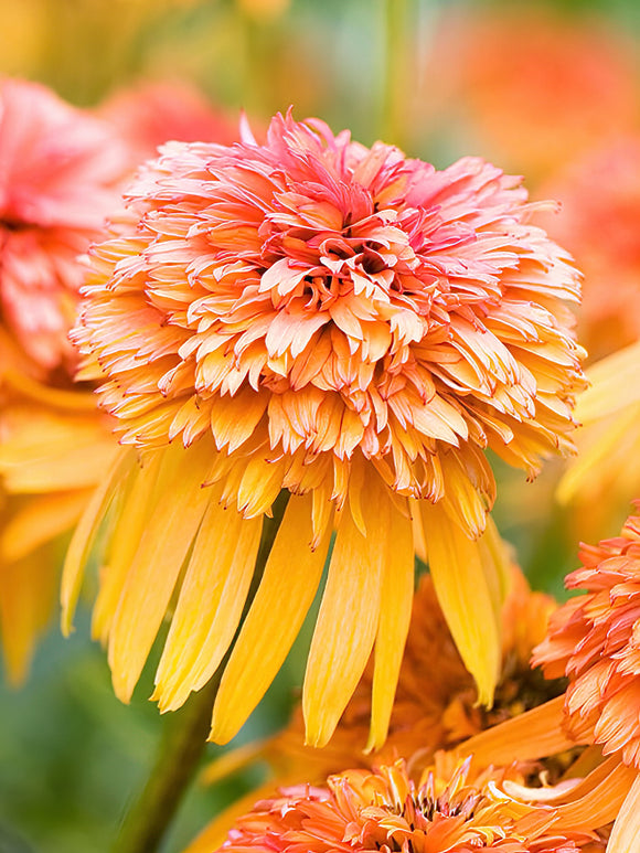 Echinacea Marmalade (Coneflower) - Bare roots for UK Shipping