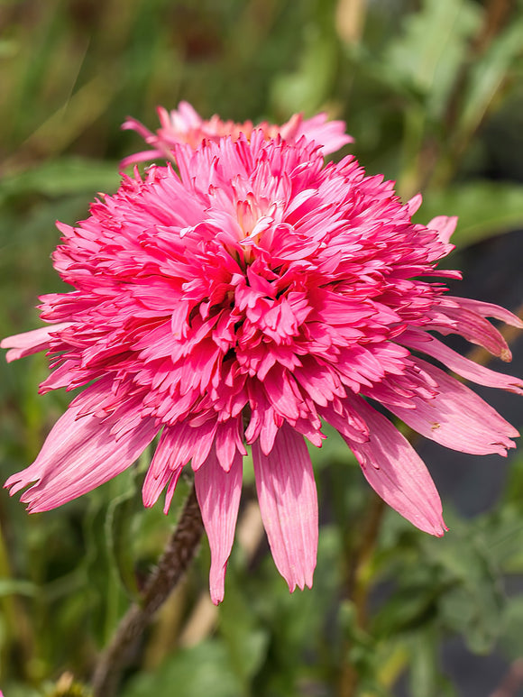 Echinacea bare roots for UK Shipping in spring - Echinacea Mini Belle (Coneflower)