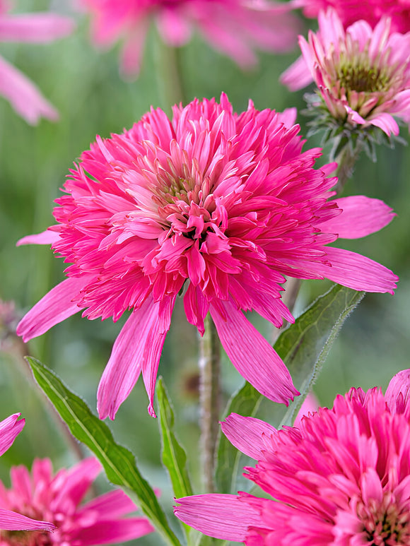 Echinacea Mini Belle (Coneflower)