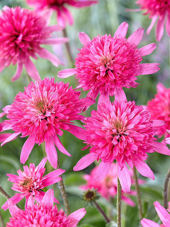 Buy bare root Coneflowers - Echinacea Mini Belle (Coneflower)