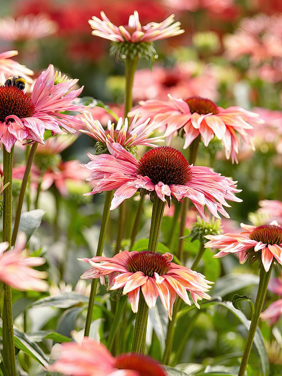 Bare root coneflowers - Echinacea Playful Meadow Mama 